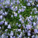 Campanula cochlearifolia 'Blue Baby'